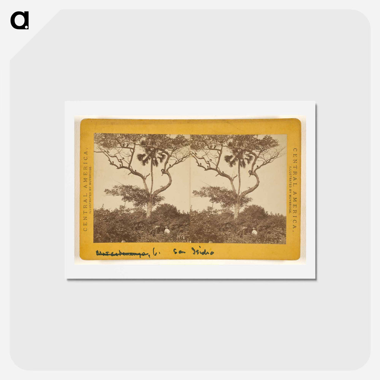 アートポストカード-San Isidro, Matapala Tree
- エドワード マイブリッジ Postcard.