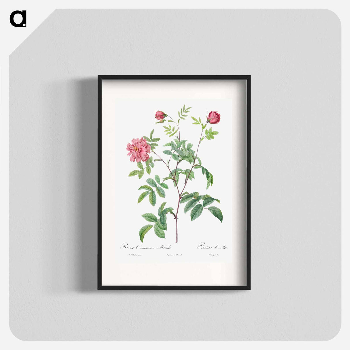 Cinnamon Rose - Pierre Joseph Redouté Poster.