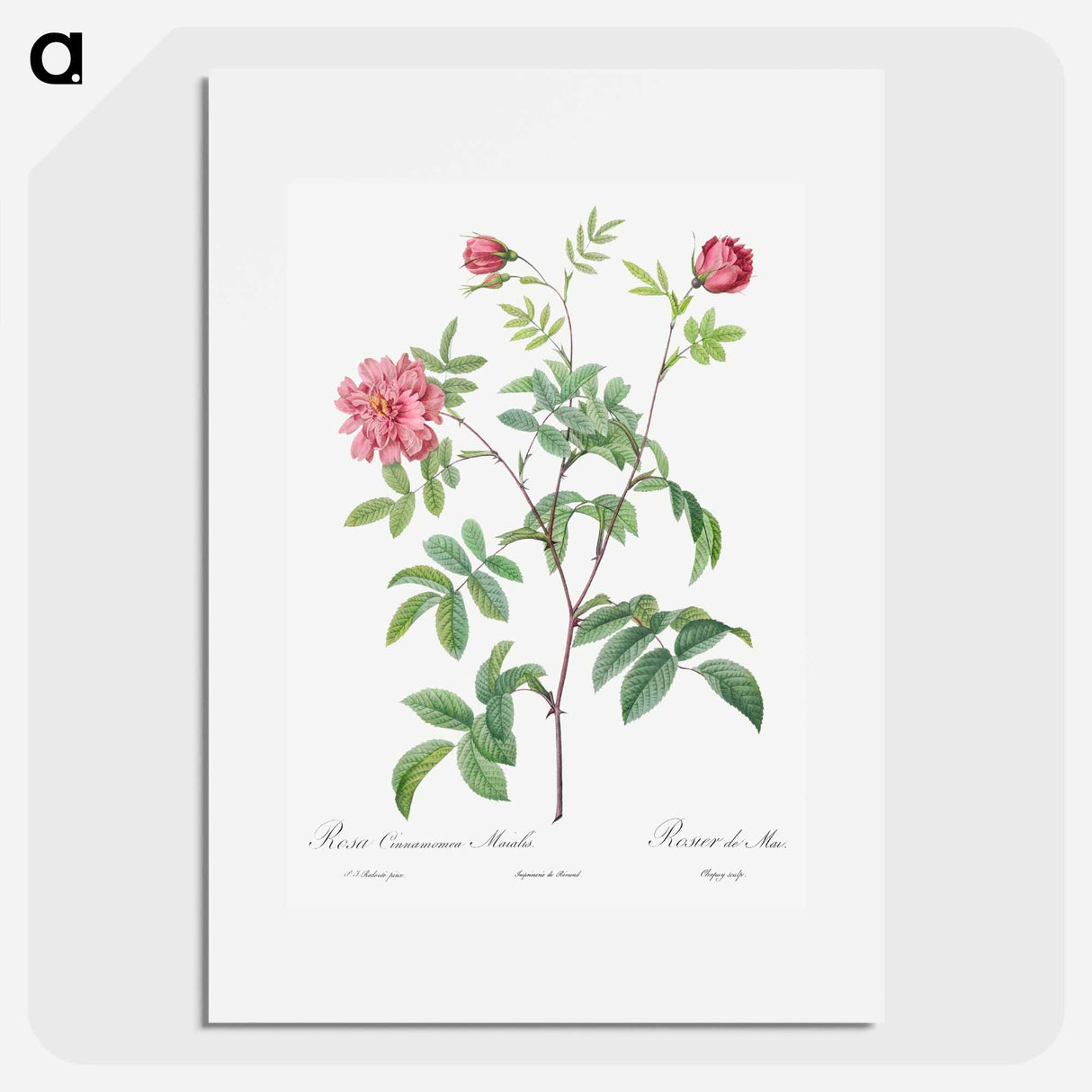 Cinnamon Rose - Pierre Joseph Redouté Poster.