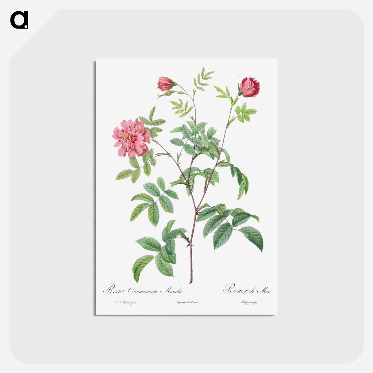アートポストカード-Cinnamon Rose - ピエール ジョゼフ ルドゥーテ Postcard.