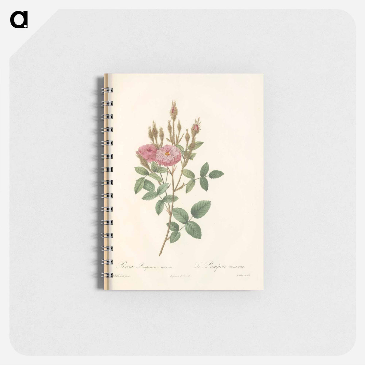 Rose illustration - ピエール ジョゼフ ルドゥーテ Memo.