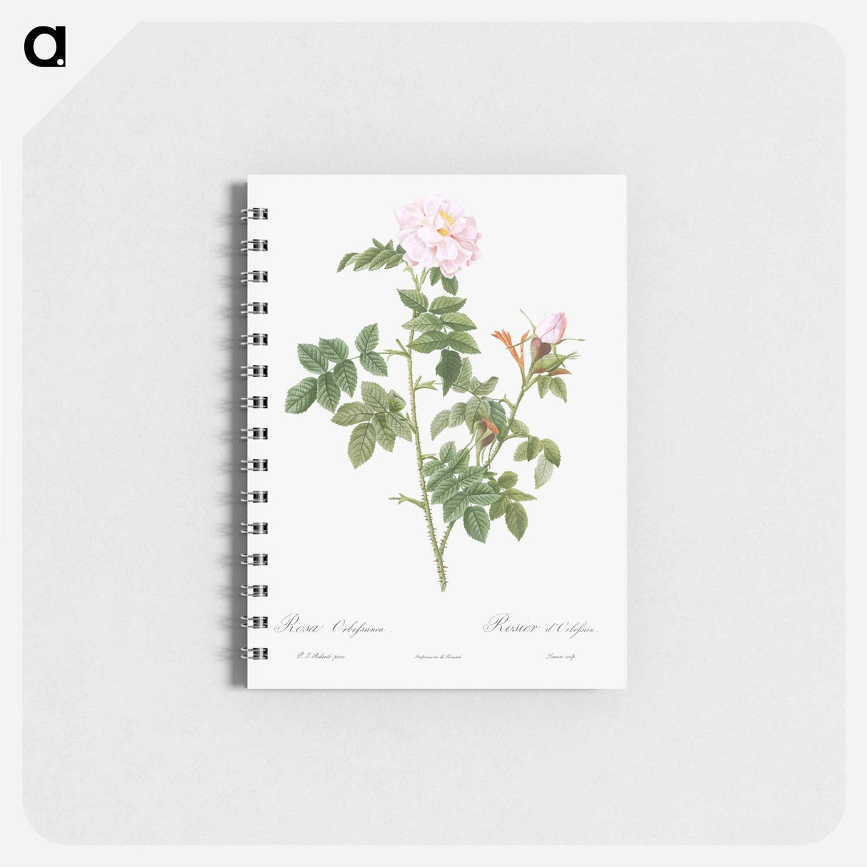 Pale pink flower, Rosa orbefsanea from Les Roses - ピエール ジョゼフ ルドゥーテ Memo.