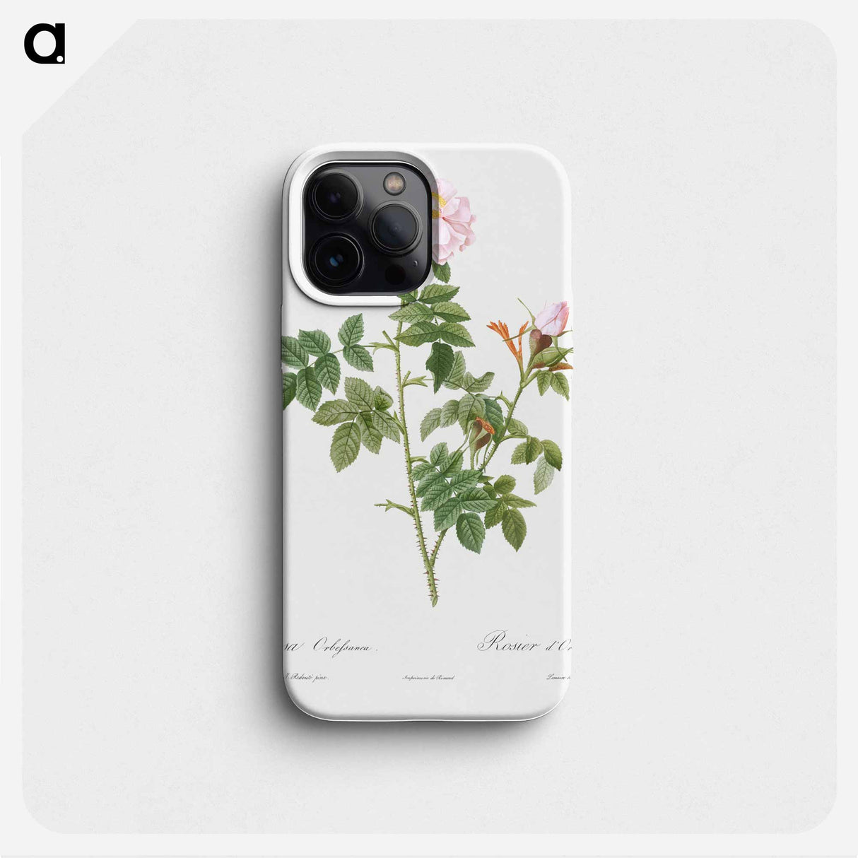 Pale pink flower, Rosa orbefsanea from Les Roses - ピエール ジョゼフ ルドゥーテ Phone Case.
