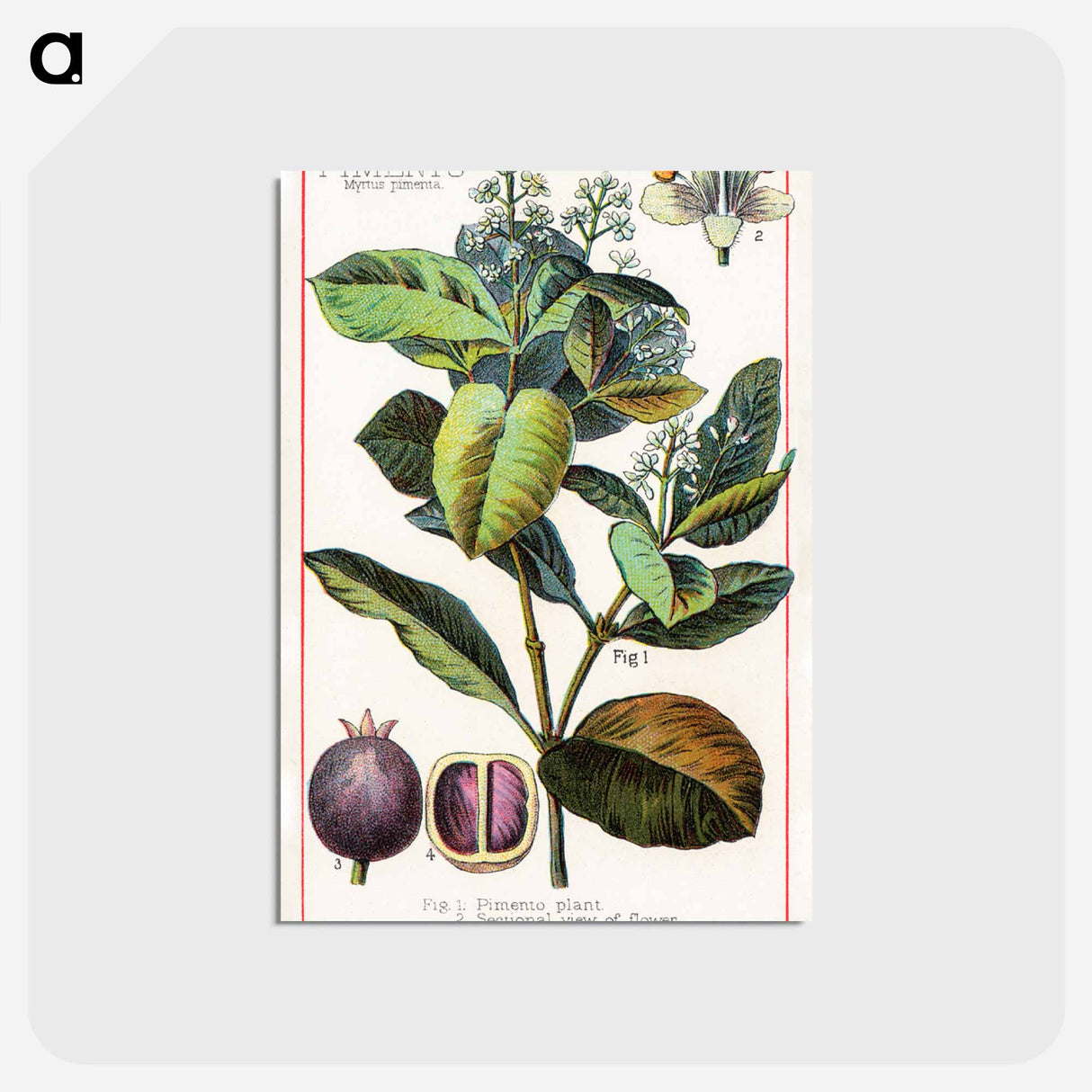 アートポストカード-Pimento, Myrtus Pimenta
- ボストン公共図書館 Postcard.