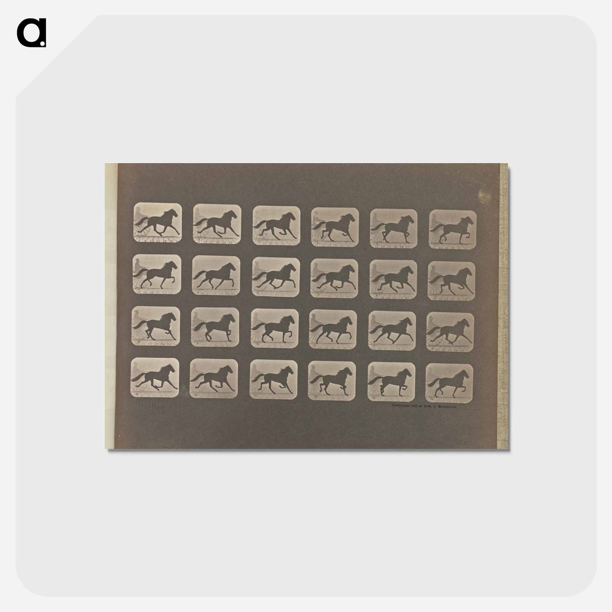 アートポストカード-Trotting
- エドワード マイブリッジ Postcard.