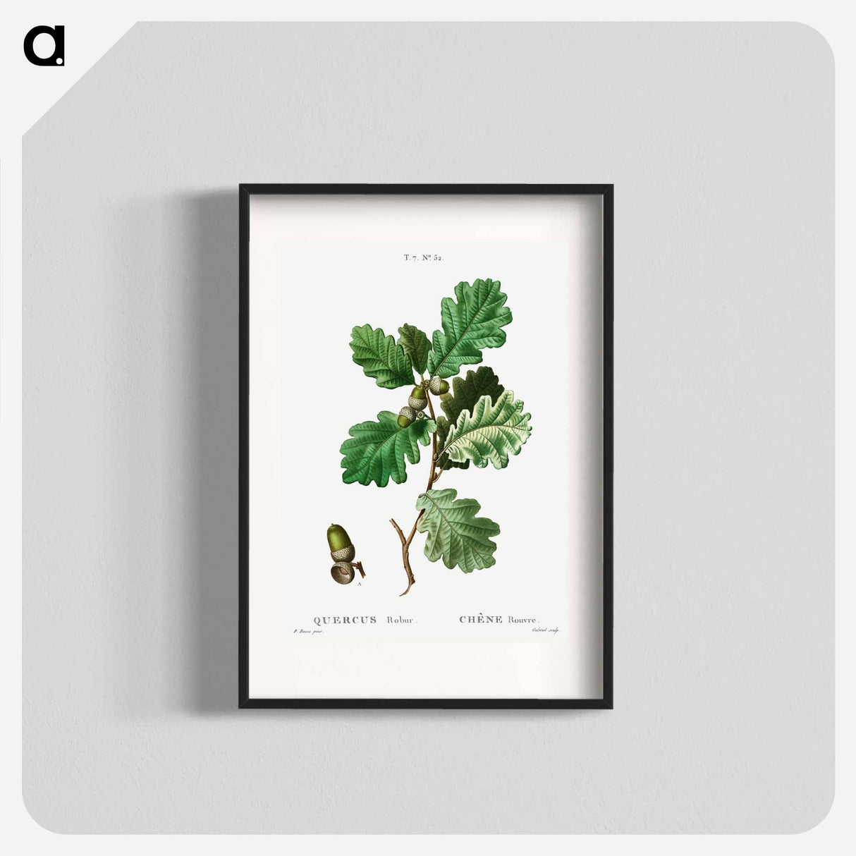 European oak (Chéne rouvre) - Pierre-Joseph Redouté Poster.