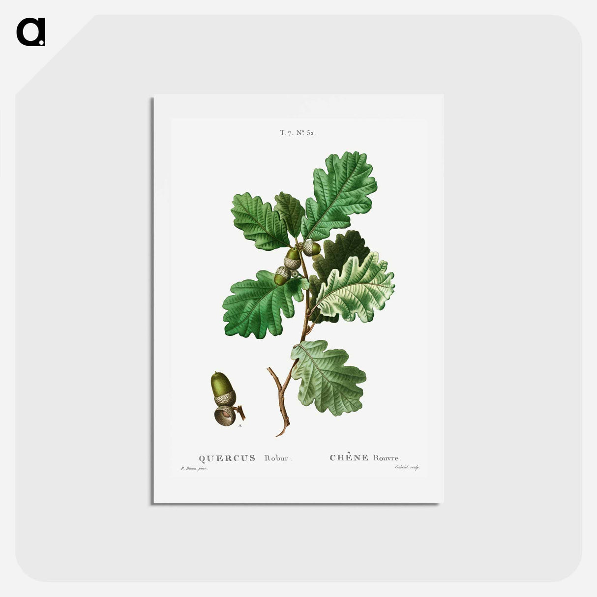 アートポストカード-European oak (Chéne rouvre) - ピエール ジョゼフ ルドゥーテ Postcard.