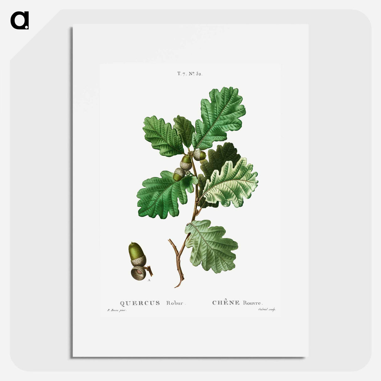 European oak (Chéne rouvre) - Pierre-Joseph Redouté Poster.