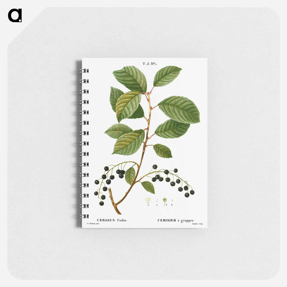 Bird cherry - ピエール ジョゼフ ルドゥーテ Memo.