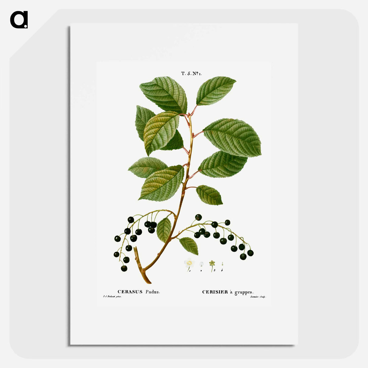 アートポスター-Bird cherry - ピエール ジョゼフ ルドゥーテ Poster.