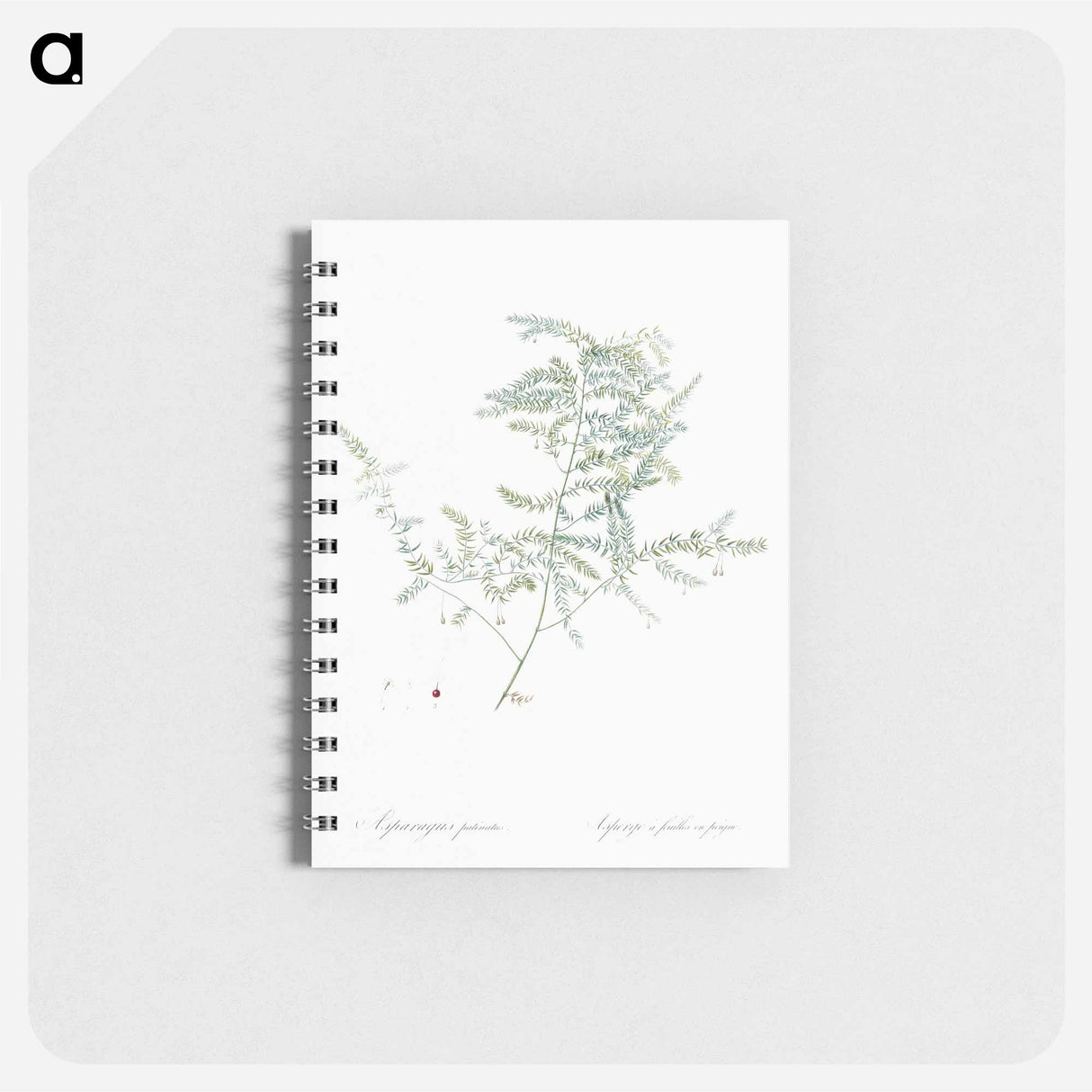 アートメモ帳-Climbing asparagus fern illustration - ピエール ジョゼフ ルドゥーテ Memo.