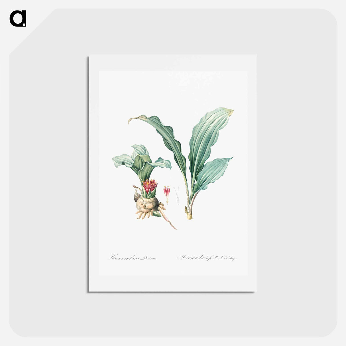 アートポストカード-Paintbrush lily illustration - ピエール ジョゼフ ルドゥーテ Postcard.