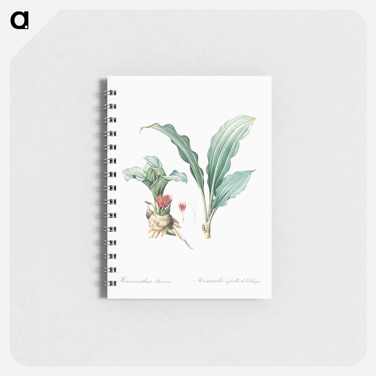 Paintbrush lily illustration - ピエール ジョゼフ ルドゥーテ Memo.