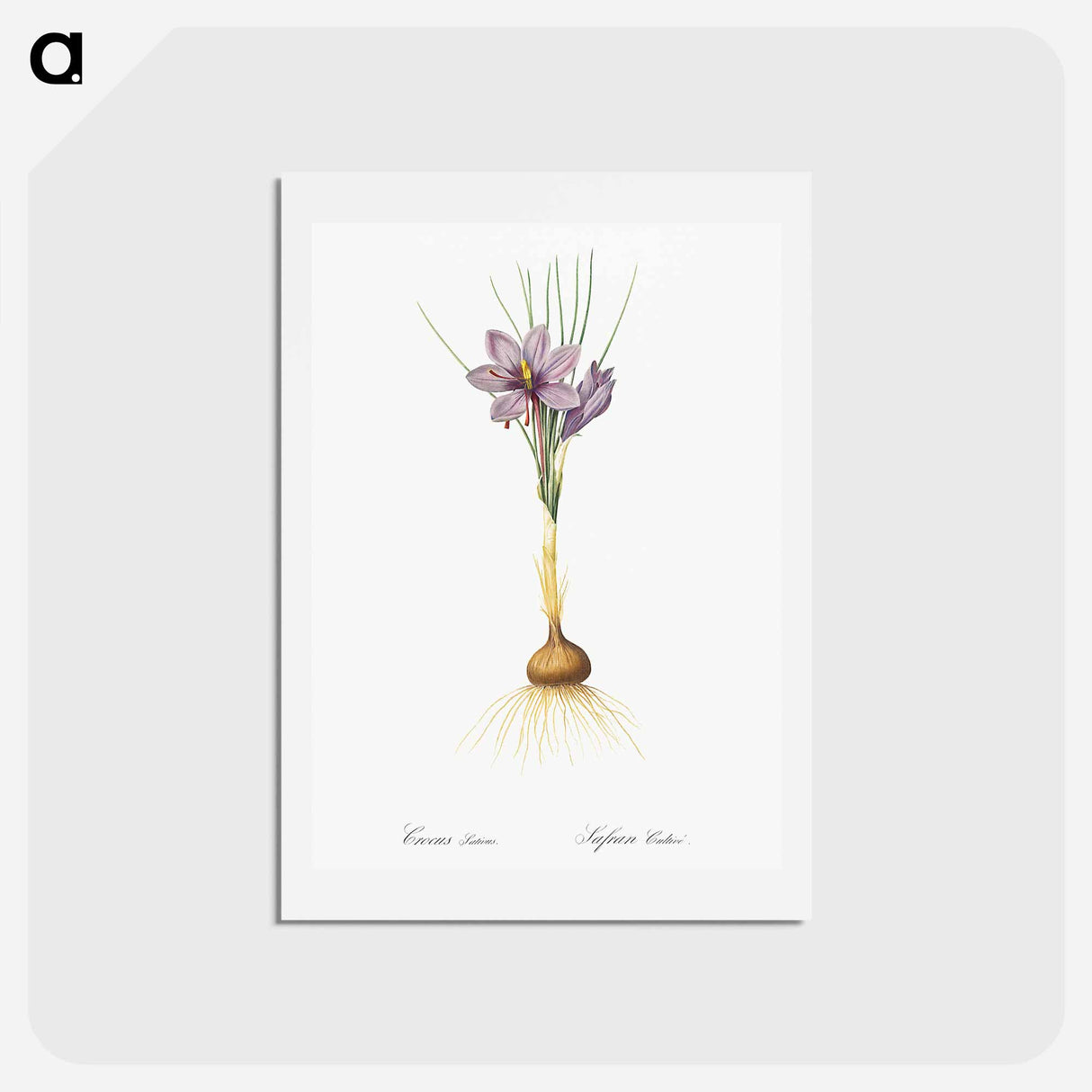 アートポストカード-Crocus sativus - ピエール ジョゼフ ルドゥーテ Postcard.