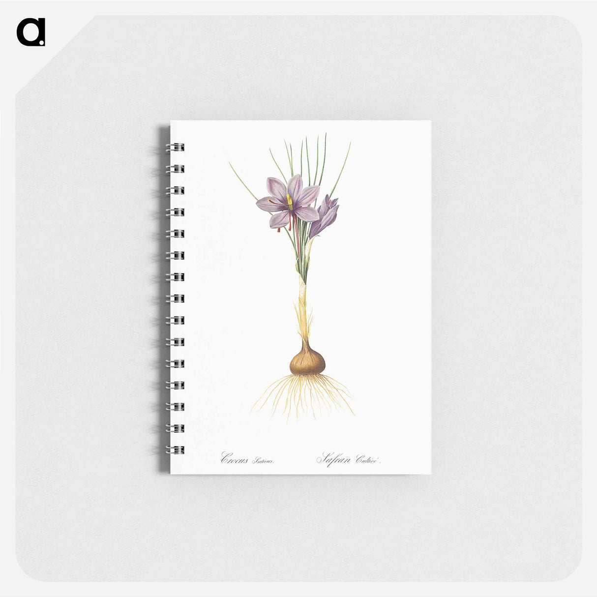 アートメモ帳-Crocus sativus - ピエール ジョゼフ ルドゥーテ Memo.