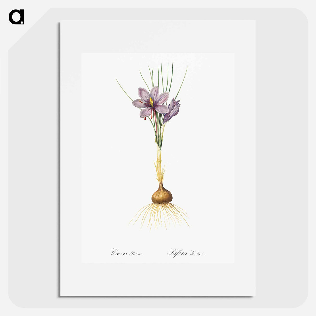 Crocus sativus - Pierre Joseph Redouté Poster.