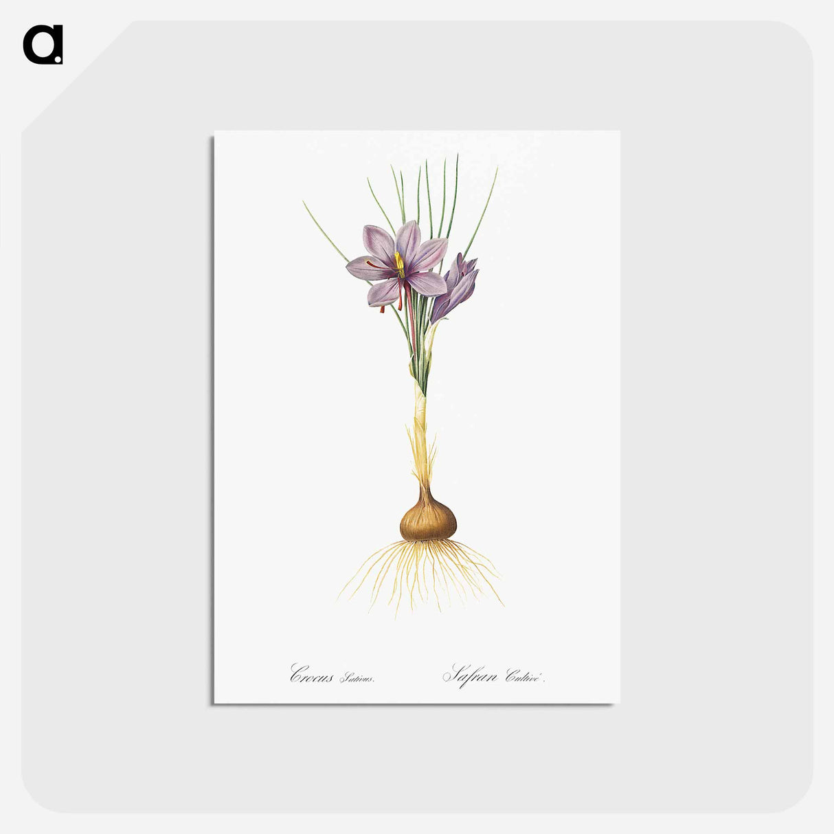 アートポストカード-Crocus sativus - ピエール ジョゼフ ルドゥーテ Postcard.