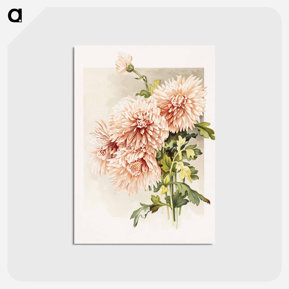 アートポストカード-Chrysanthemums
- ボストン公共図書館 Postcard.