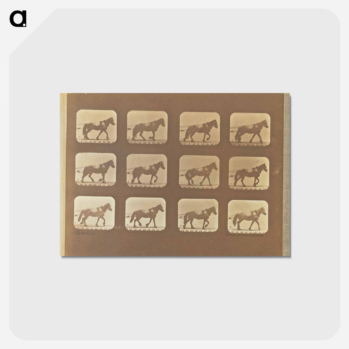アートポストカード-Hauling
- エドワード マイブリッジ Postcard.