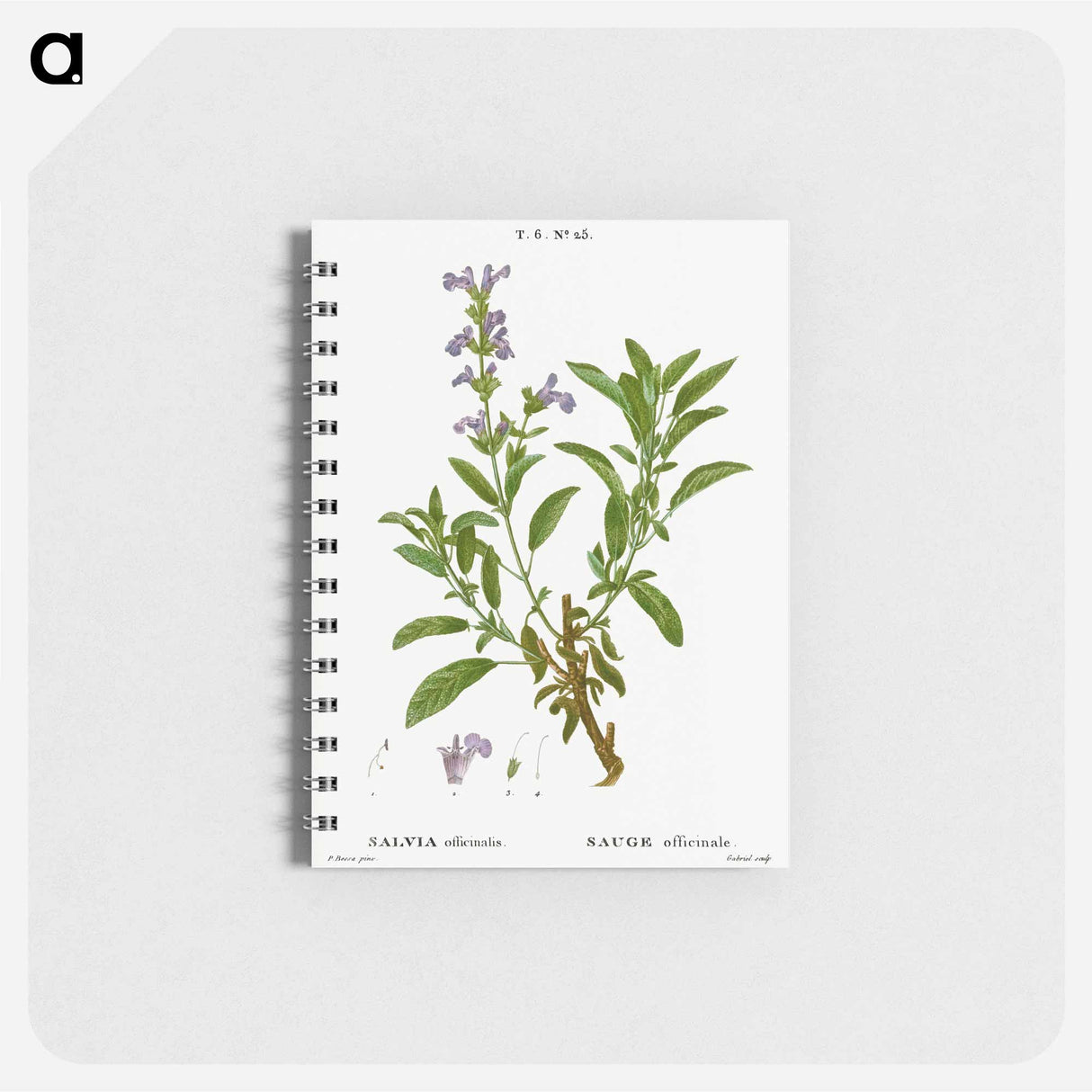 アートメモ帳-Garden sage, Salvia officinalis - ピエール ジョゼフ ルドゥーテ Memo.