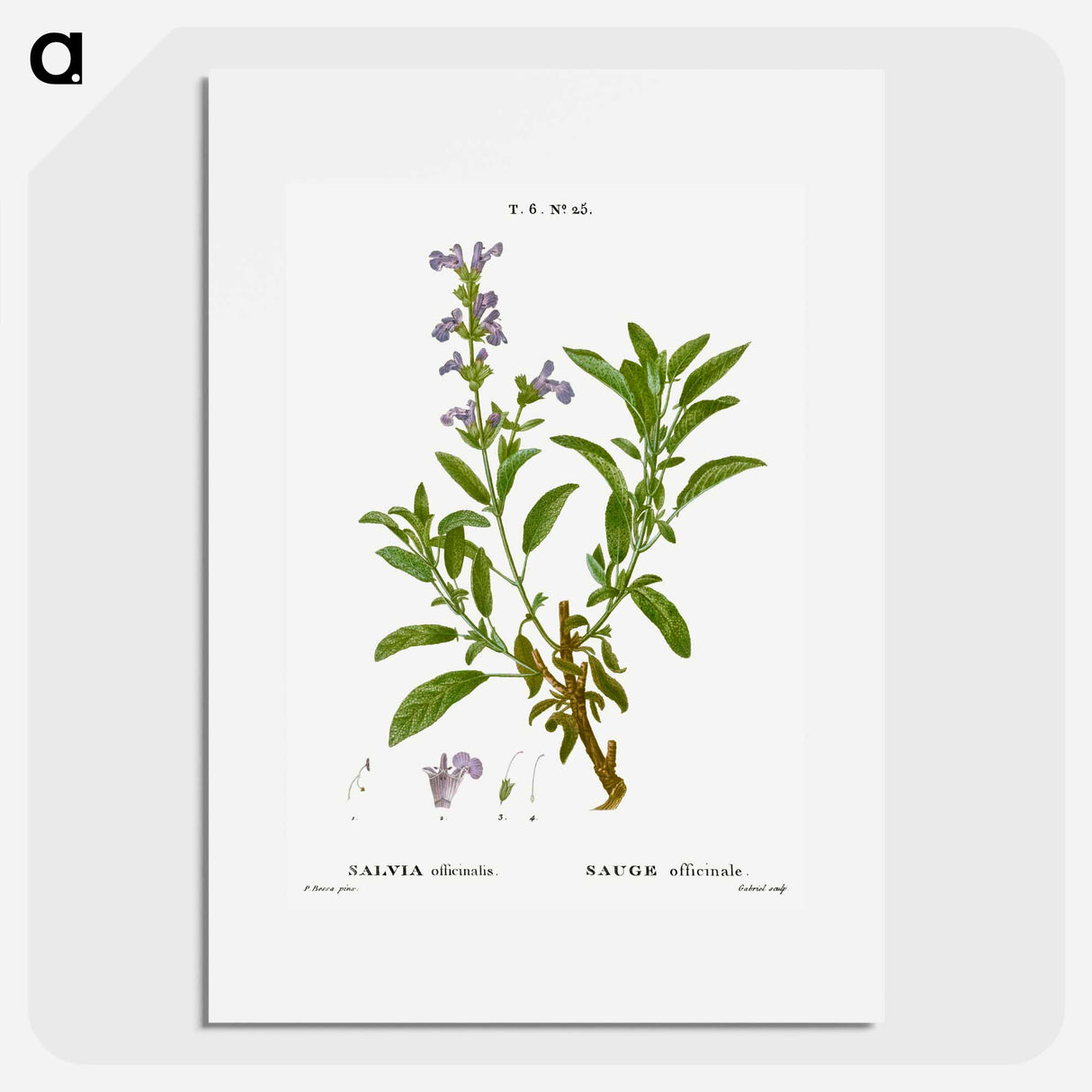Garden sage, Salvia officinalis - Pierre Joseph Redouté Poster.