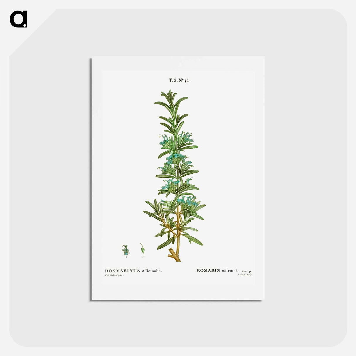 アートポストカード-Rosemary - ピエール ジョゼフ ルドゥーテ Postcard.