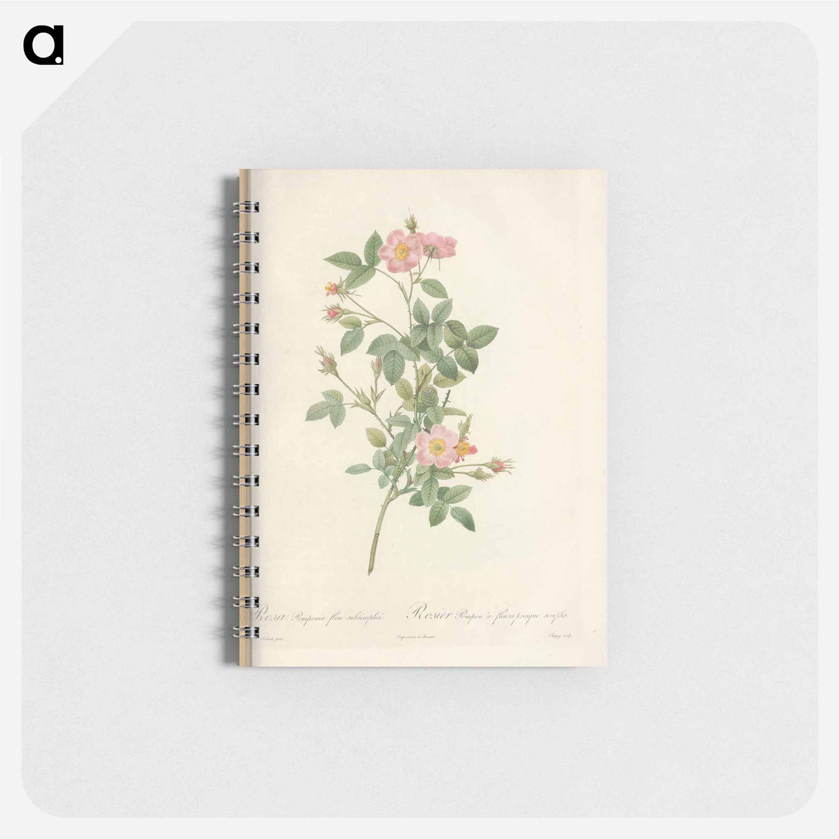 Rose illustration - ピエール ジョゼフ ルドゥーテ Memo.