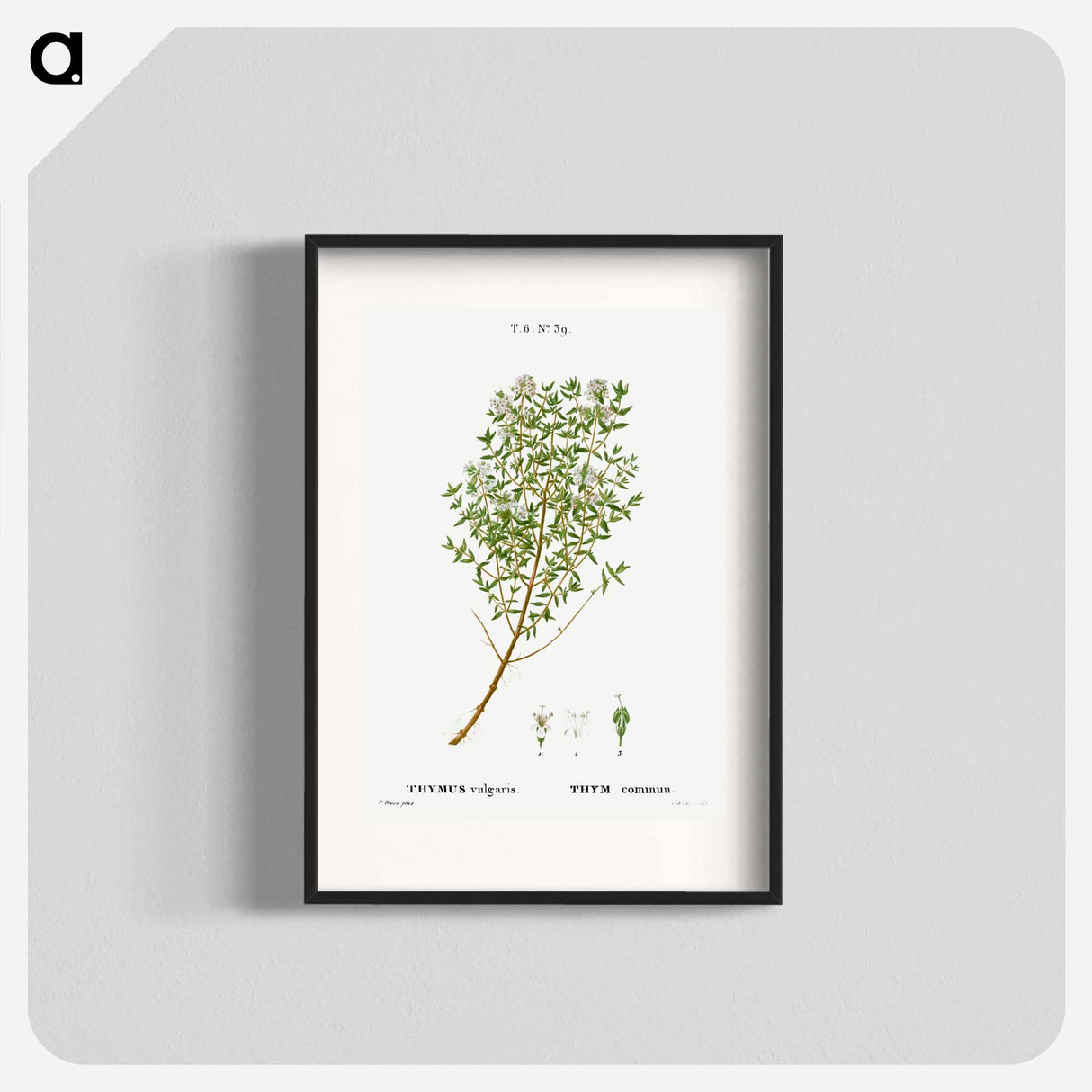 Garden thyme - Pierre Joseph Redouté Poster.