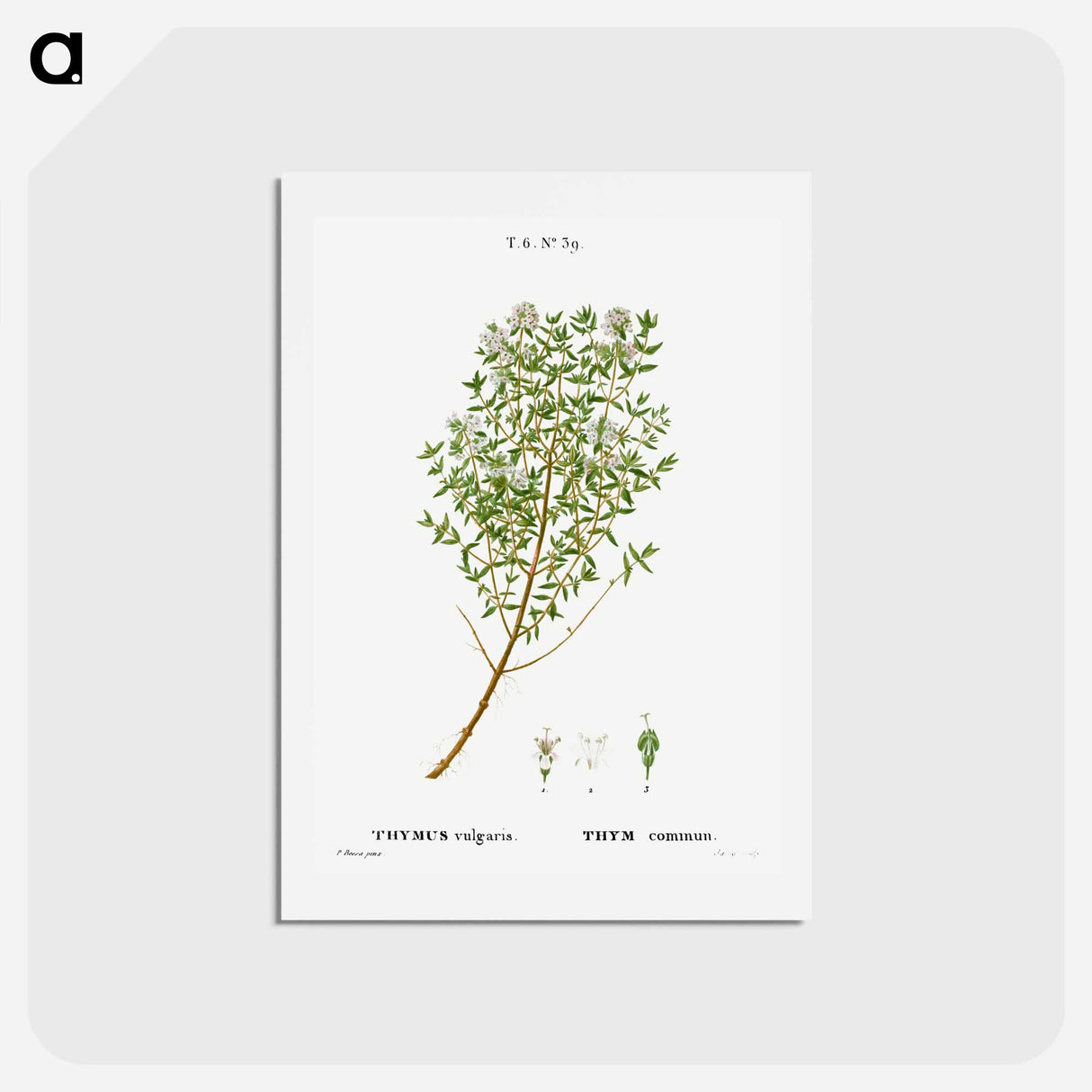 アートポストカード-Garden thyme - ピエール ジョゼフ ルドゥーテ Postcard.