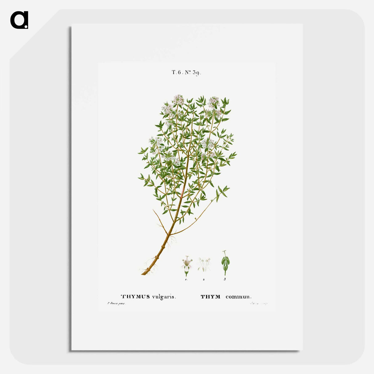 Garden thyme - Pierre Joseph Redouté Poster.