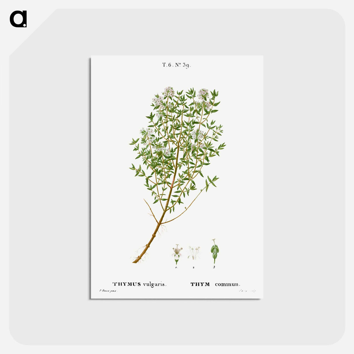 アートポストカード-Garden thyme - ピエール ジョゼフ ルドゥーテ Postcard.