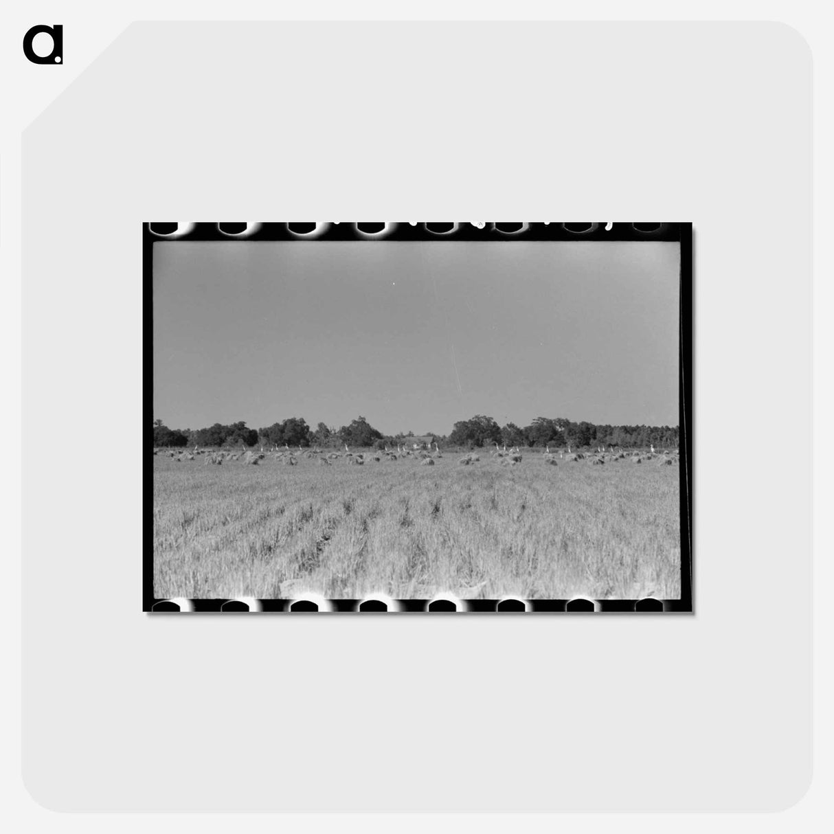 アートポストカード-Cranes in Rice Field
- ラッセル リー Postcard.