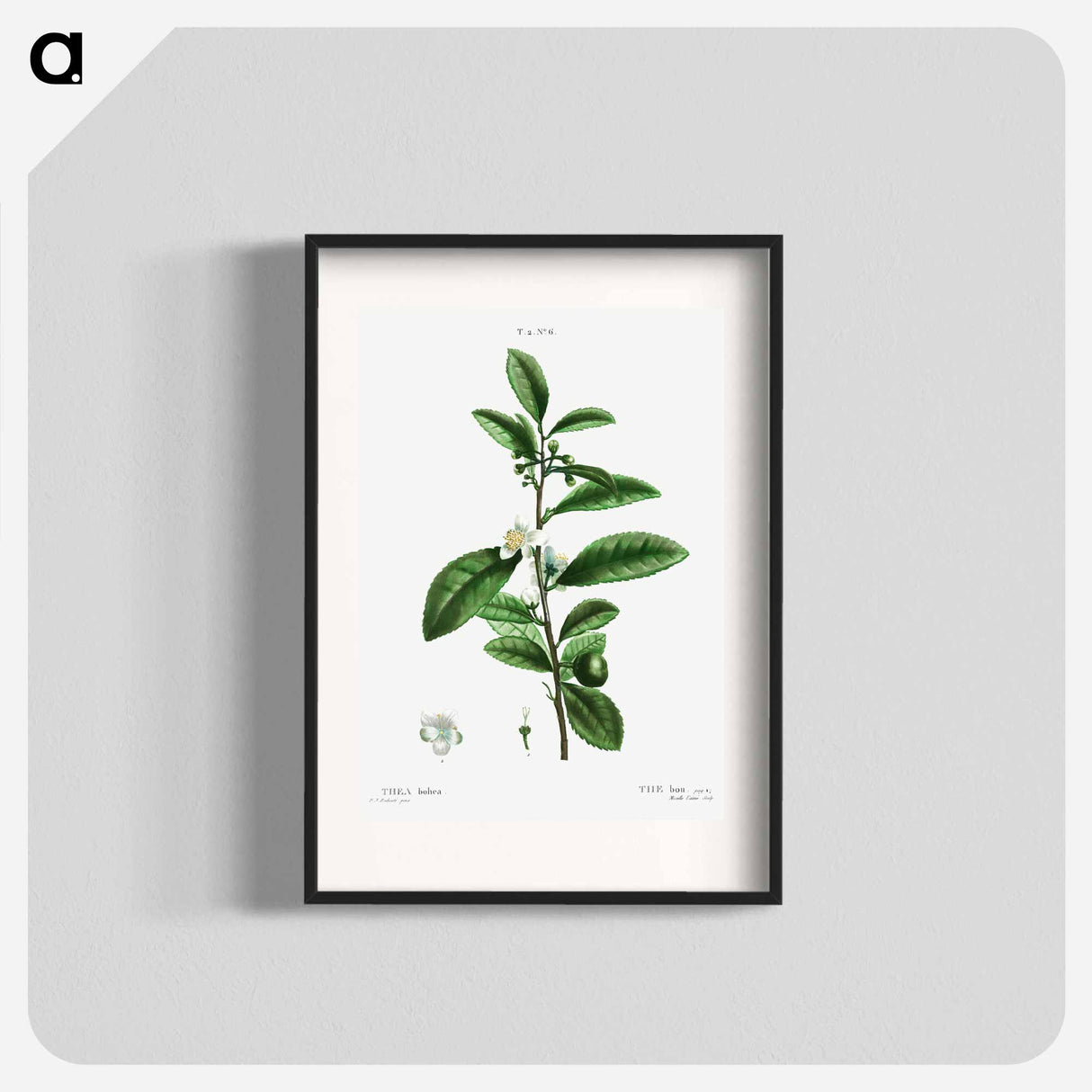 Thea bohea (The bou) - Pierre Joseph Redouté Poster.