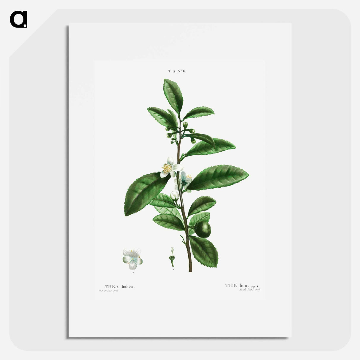 Thea bohea (The bou) - Pierre Joseph Redouté Poster.