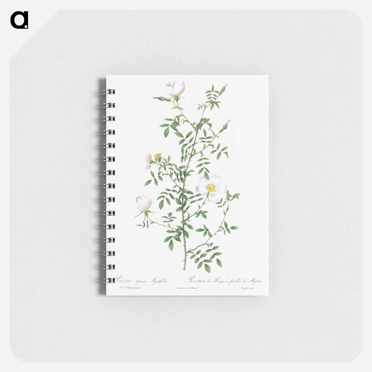 Myrtle-Leaved Hedge Rose - ピエール ジョゼフ ルドゥーテ Memo.