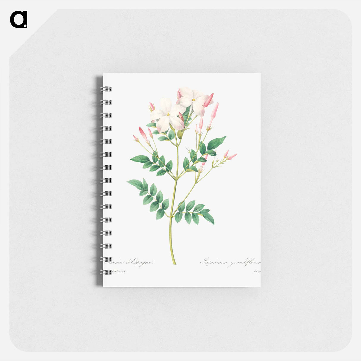 Spanish jasmine - ピエール ジョゼフ ルドゥーテ Memo.