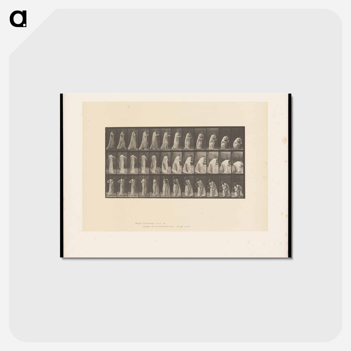 アートポストカード-Lowering the Vase
- エドワード マイブリッジ Postcard.