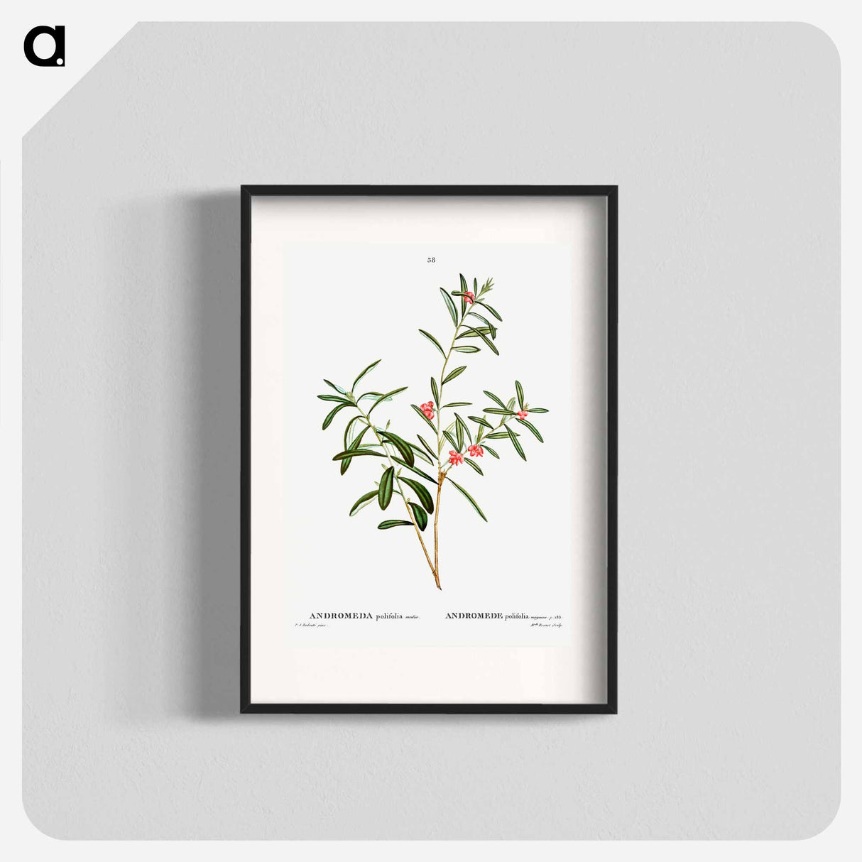 Andromeda polifolia - Pierre Joseph Redouté Poster.