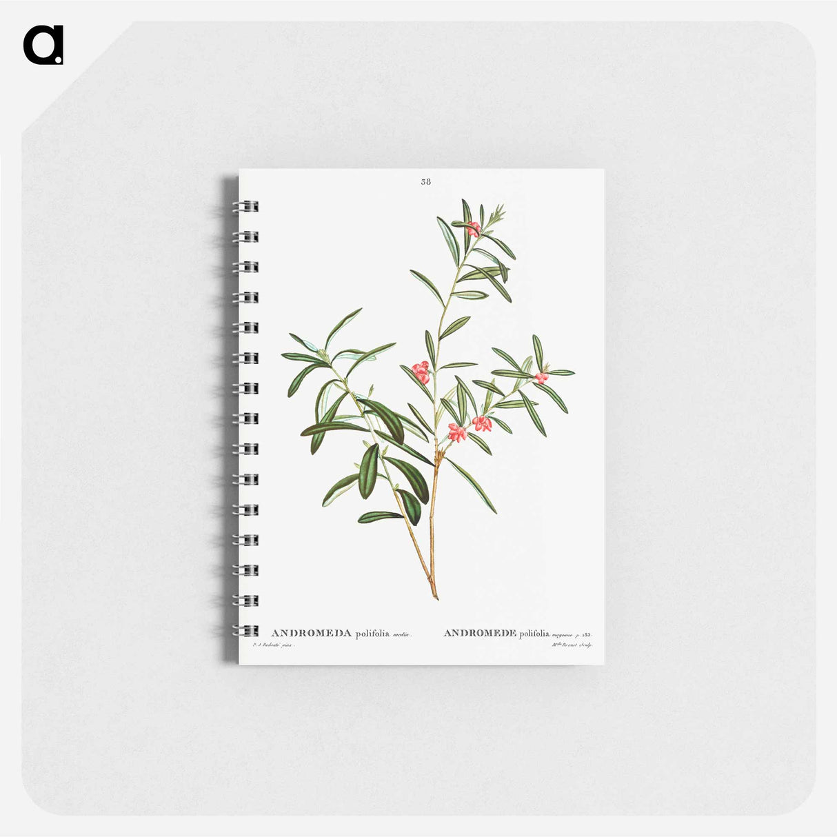 Andromeda polifolia - ピエール ジョゼフ ルドゥーテ Memo.