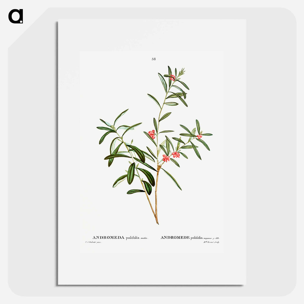 Andromeda polifolia - Pierre Joseph Redouté Poster.