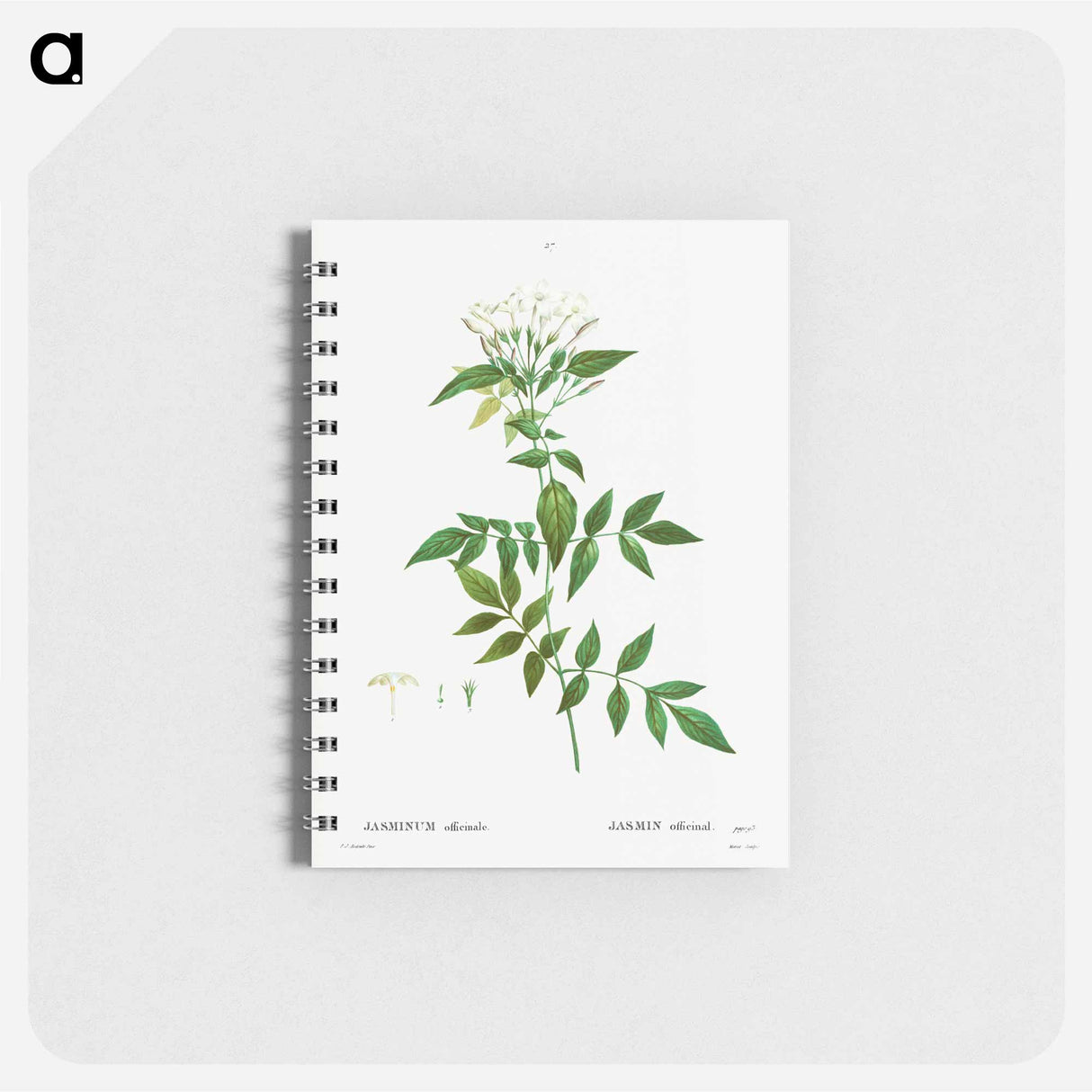 Jasmine - ピエール ジョゼフ ルドゥーテ Memo.