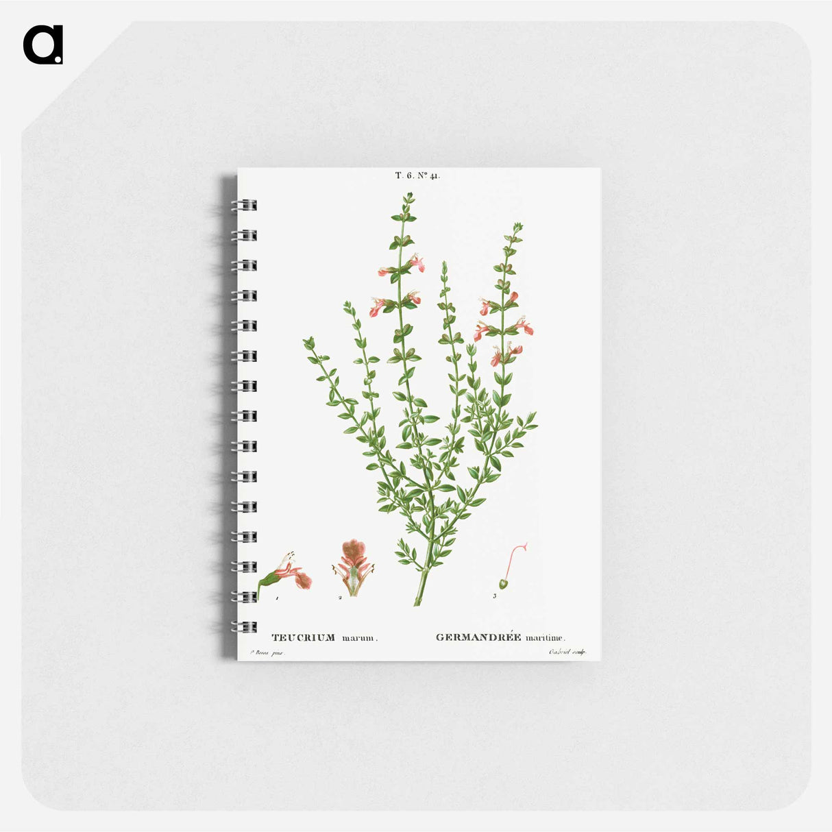 Cat thyme - ピエール ジョゼフ ルドゥーテ Memo.