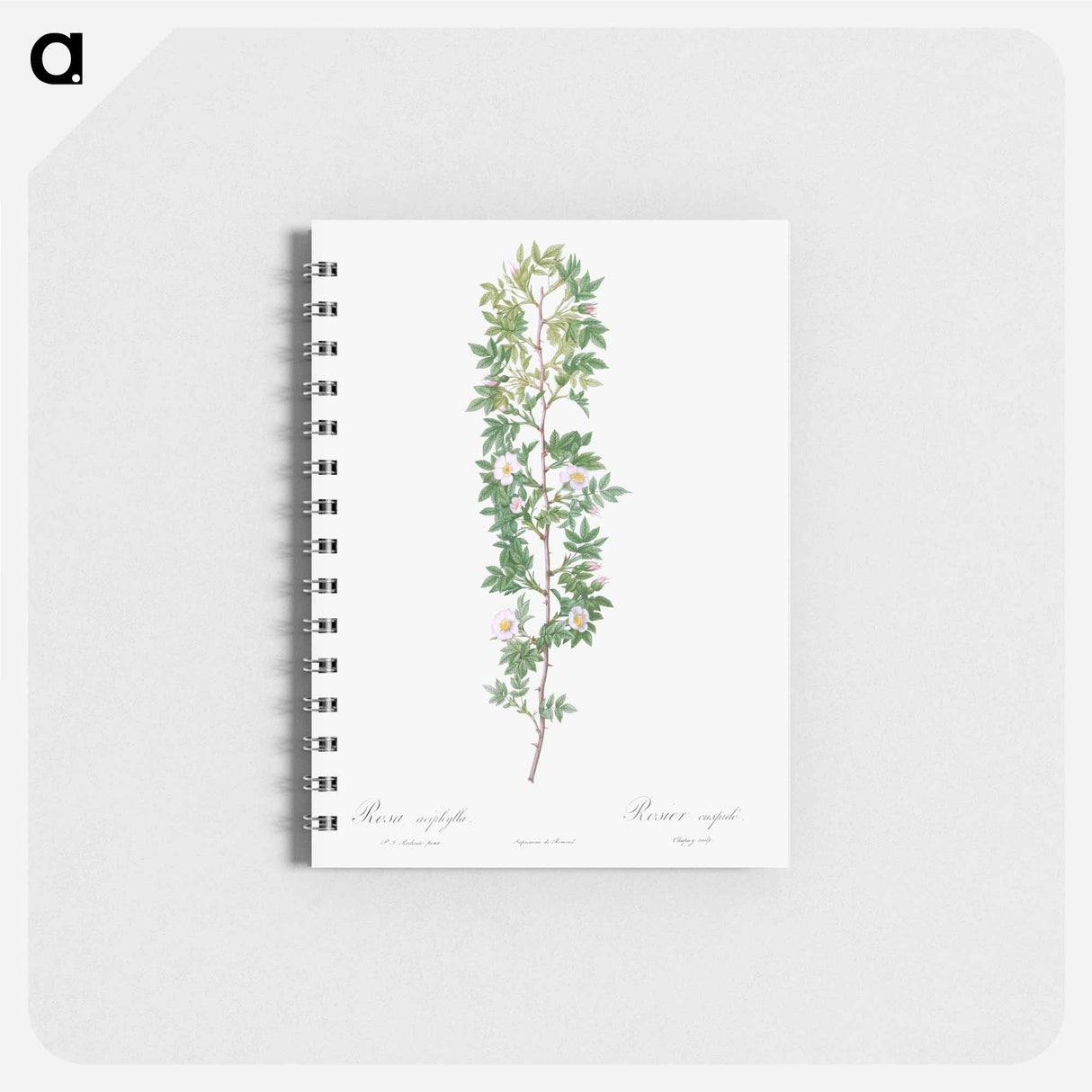 Cuspidate Rose - ピエール ジョゼフ ルドゥーテ Memo.