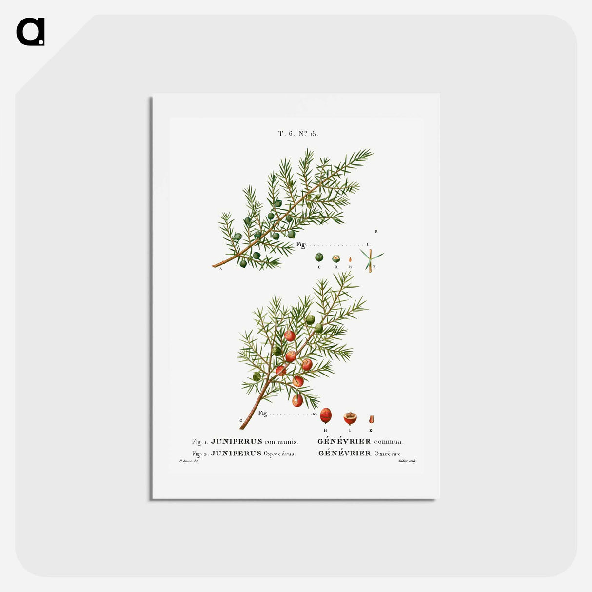 アートポストカード-Common juniper, Juniperus communis and Prickly juniper, Juniperus oxycedrus - ピエール ジョゼフ ルドゥーテ Postcard.