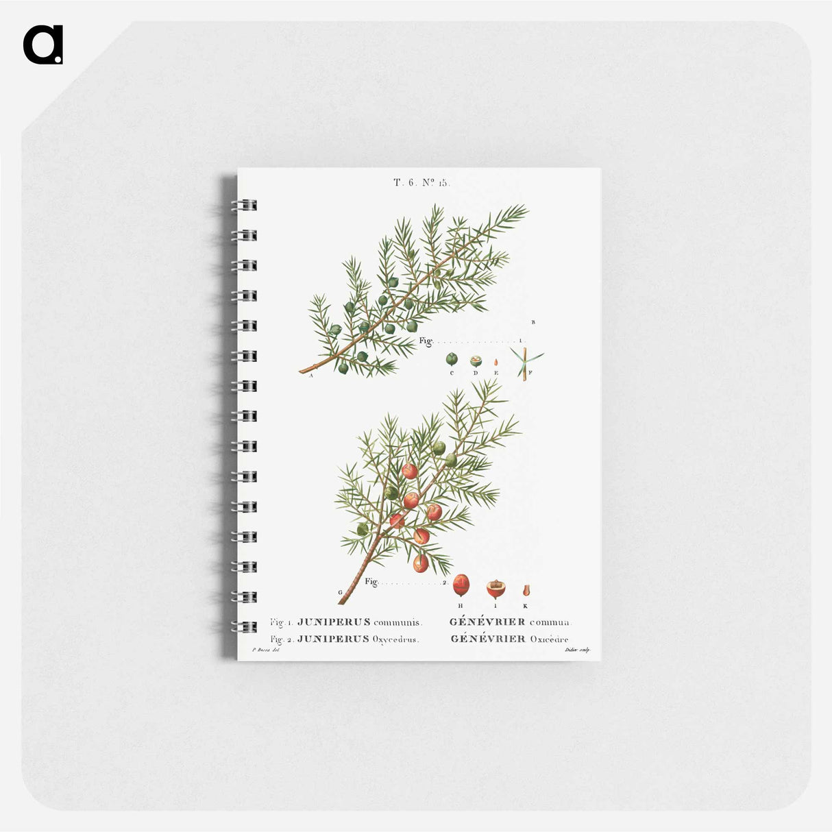 Common juniper, Juniperus communis and Prickly juniper, Juniperus oxycedrus - ピエール ジョゼフ ルドゥーテ Memo.