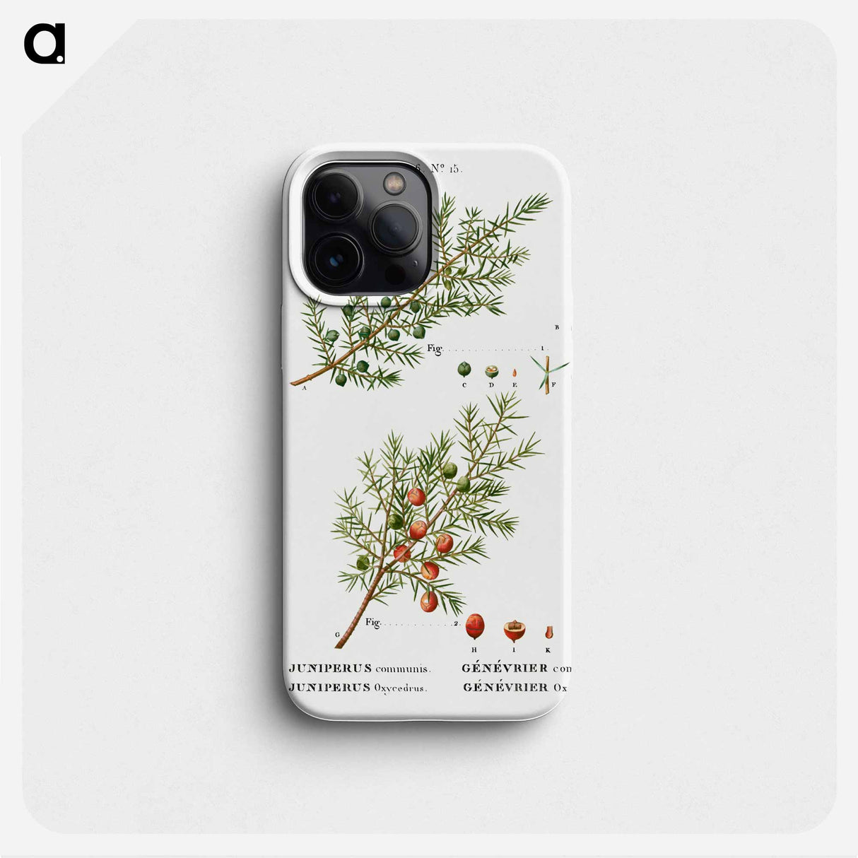Common juniper, Juniperus communis and Prickly juniper, Juniperus oxycedrus - ピエール ジョゼフ ルドゥーテ Phone Case.