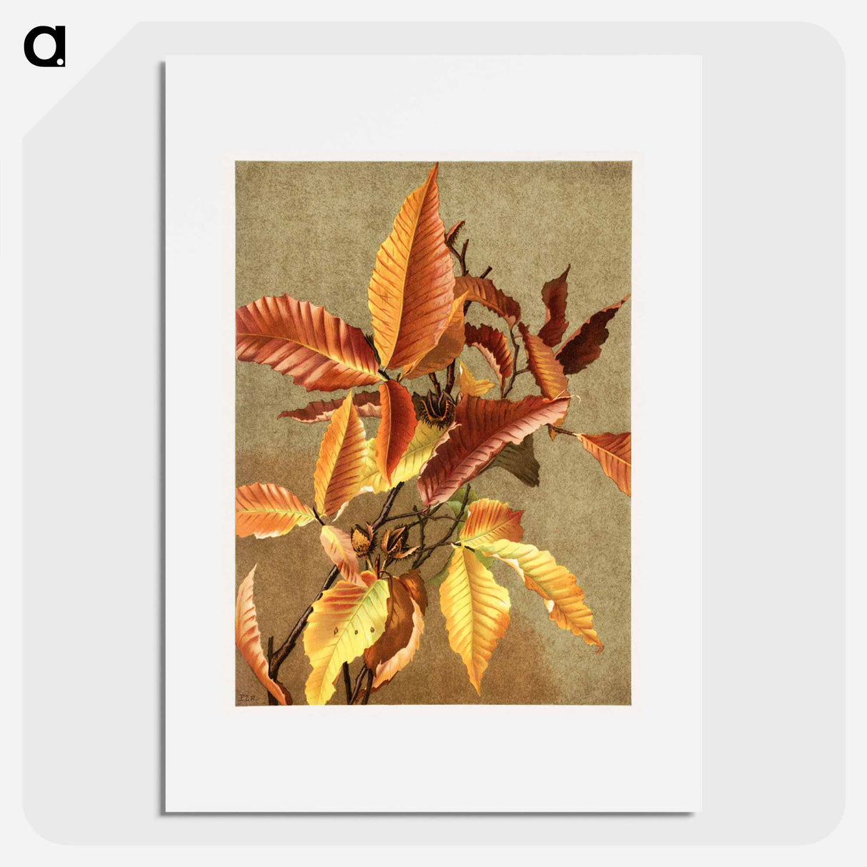 アートポスター-Autumn Leaves no 3 Beech
- ボストン公共図書館 Poster.
