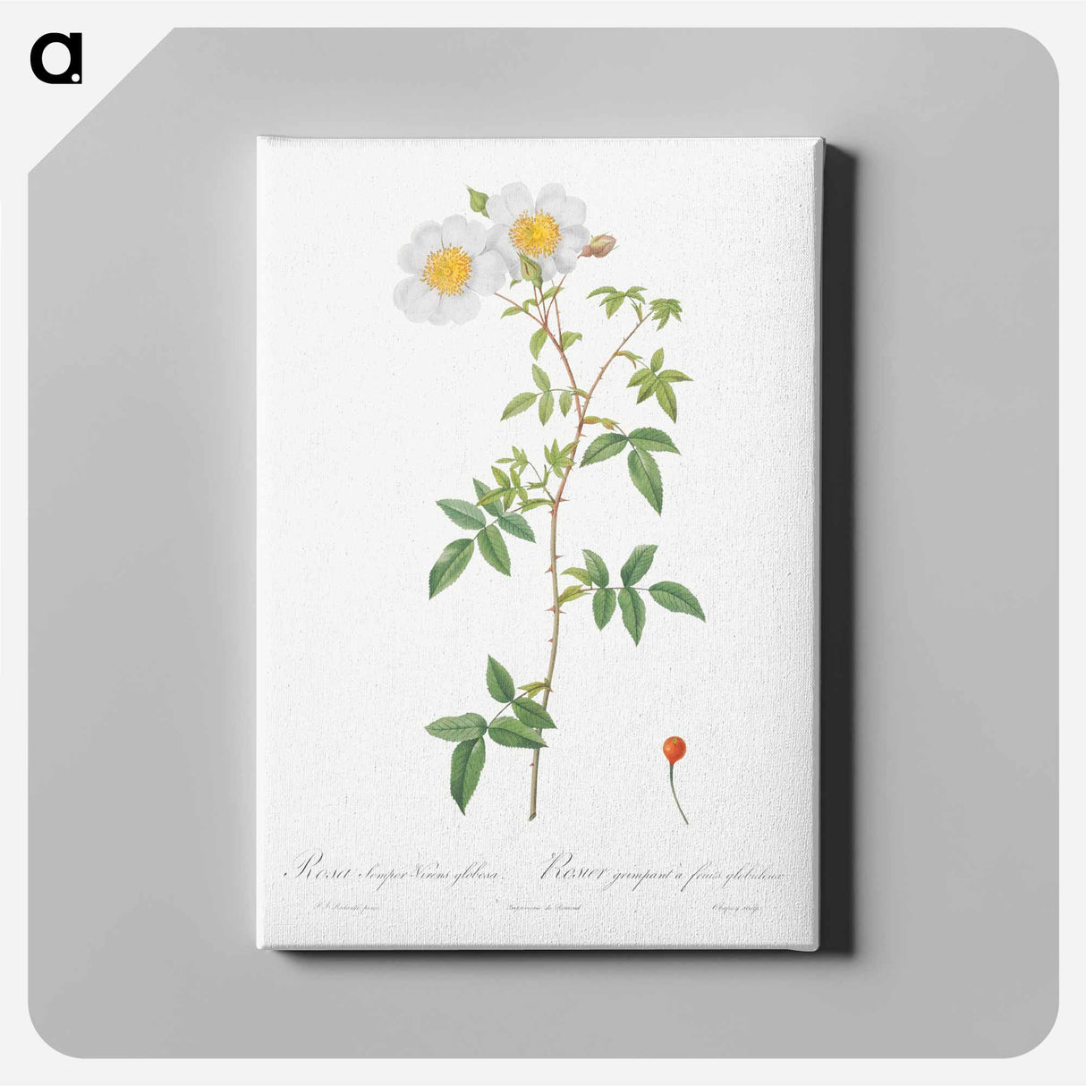 アートパネル-Rosa sempervirens also known as Climbing Rose with Globose Fruit - ピエール ジョゼフ ルドゥーテ Canvas.
