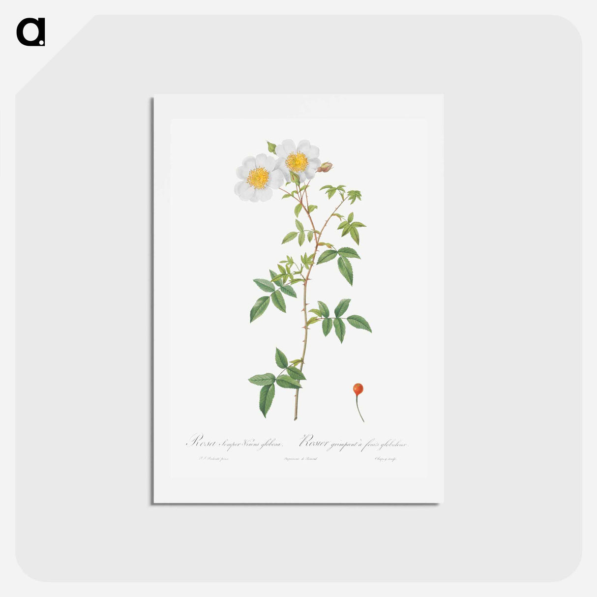 アートポストカード-Rosa sempervirens also known as Climbing Rose with Globose Fruit - ピエール ジョゼフ ルドゥーテ Postcard.