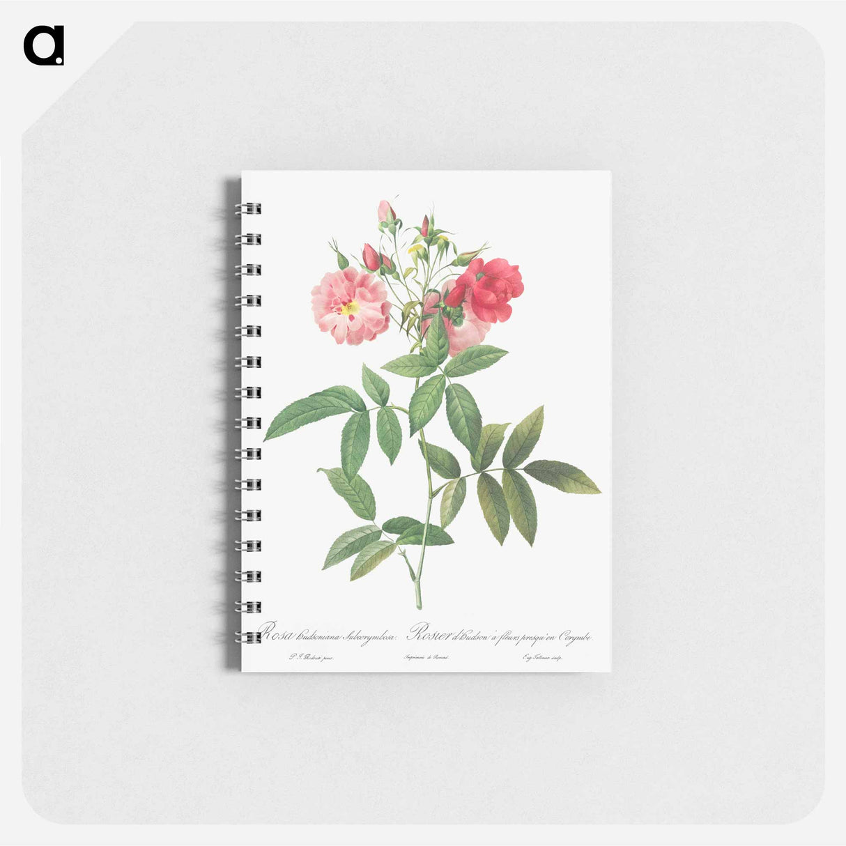 Subcorymbose Hudson Rose - ピエール ジョゼフ ルドゥーテ Memo.